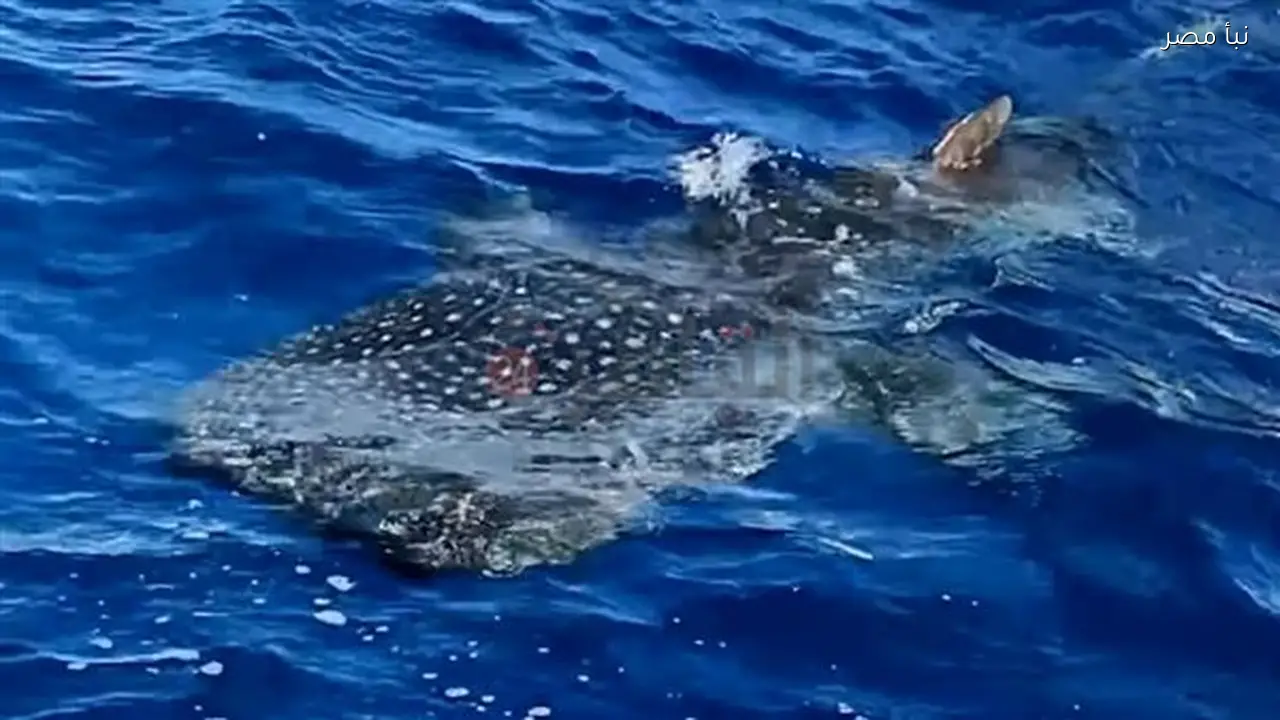 ظهور جديد للقرش الحوتي بعد صيده في بهلول جنوب الغردقة