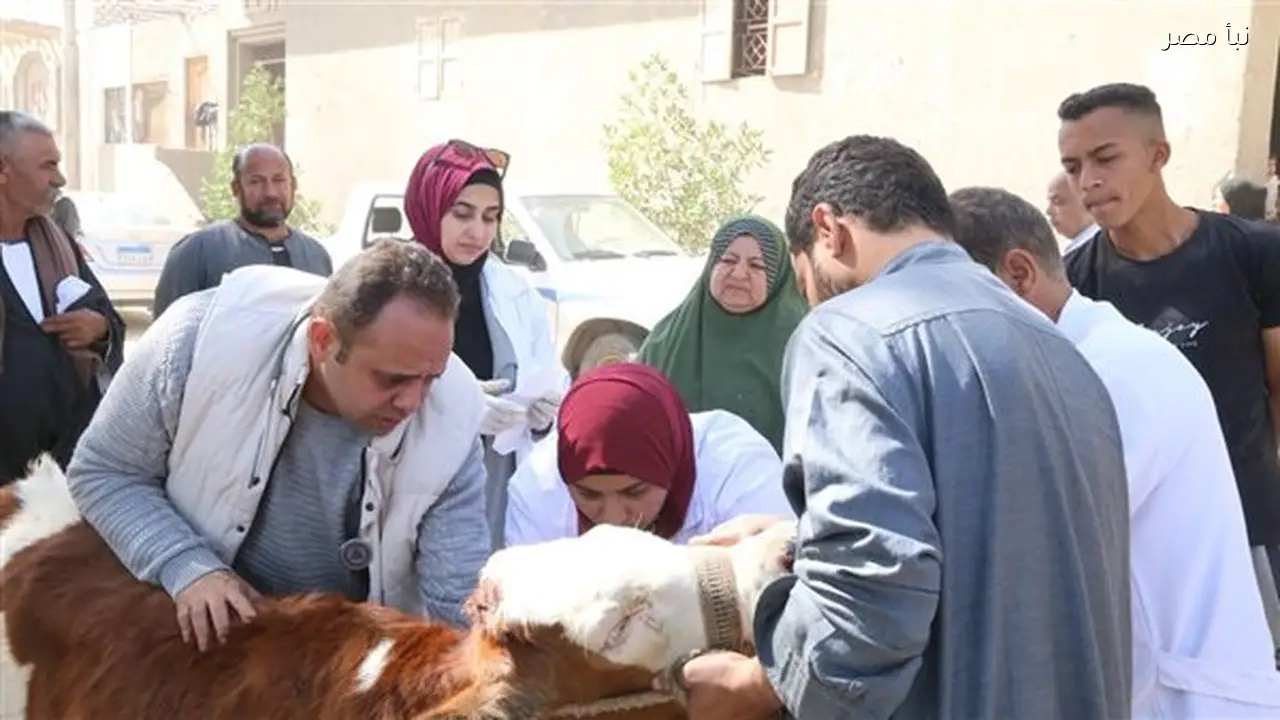 فحص أكثر من أربعة آلاف حالة من الماشية والأغنام والدواجن مجانا لدعم صغار المربين في الفيوم