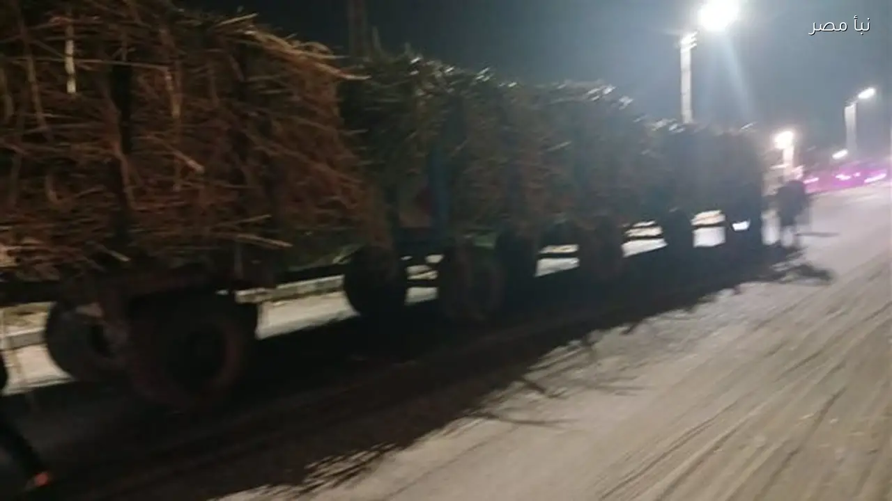 محافظ قنا يعلن عن ضبط 12 مقطورة محملة بقصب السكر المخالف خلال حملة ليلية في قوص