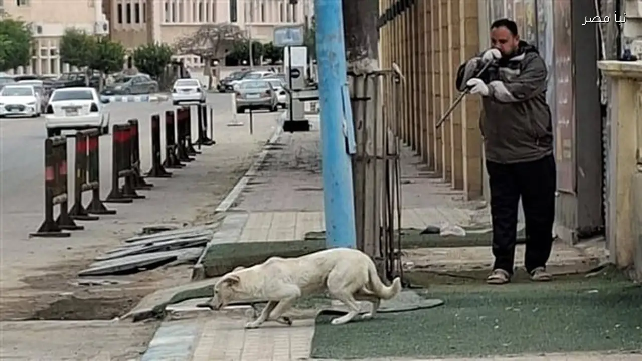 محافظ مطروح يؤكد تكثيف الجهود للتعامل مع ملف الكلاب الضالة في إطار رؤية مصر 2030 خالية من السعار