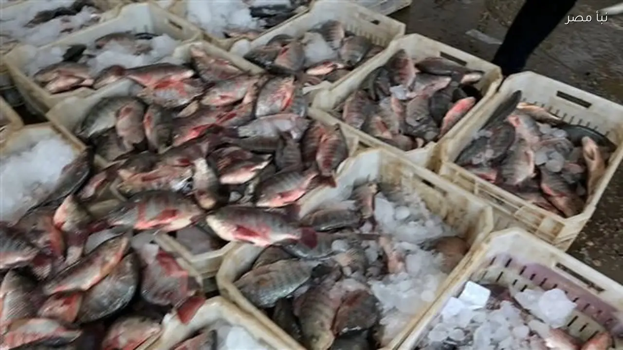 مطعم بدمنهور يقدم وجبات سمك بسعر 10 جنيهات لحاملي بطاقات تكافل وكرامة