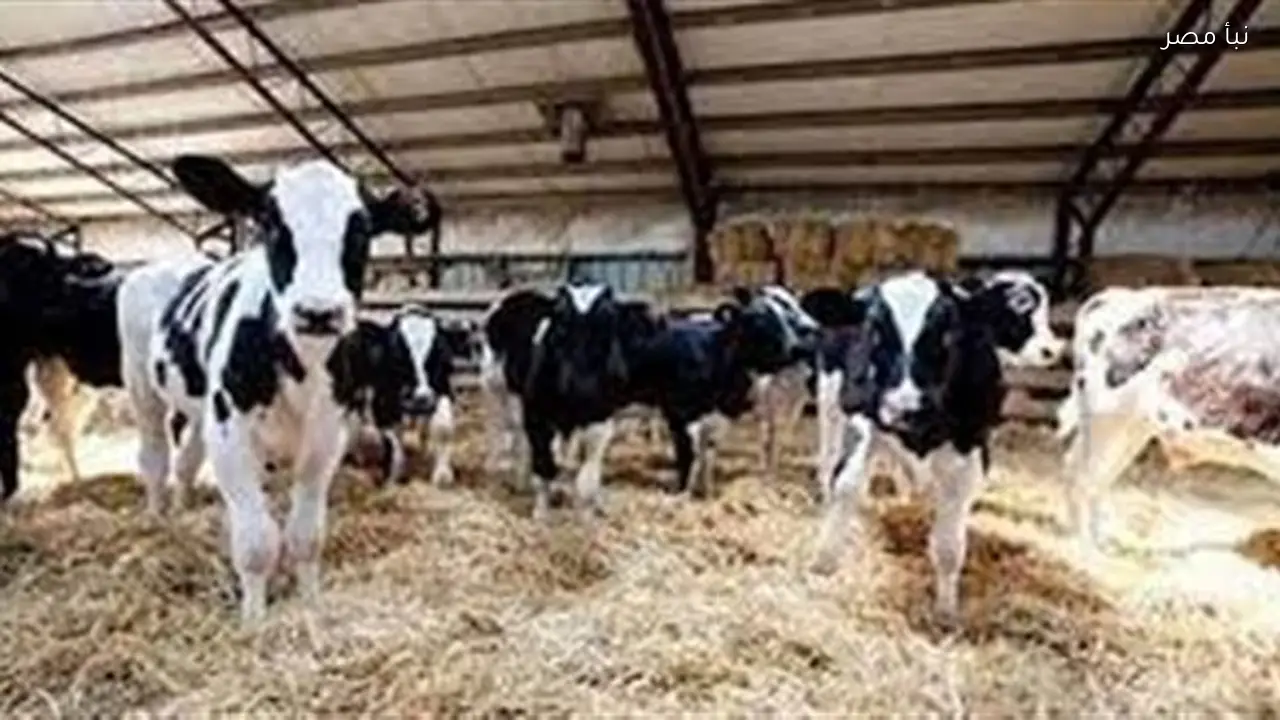 وزير الزراعة يوافق على صرف تمويل جديد للمشروع القومي للبتلو بقيمة تزيد عن 297 مليون جنيه