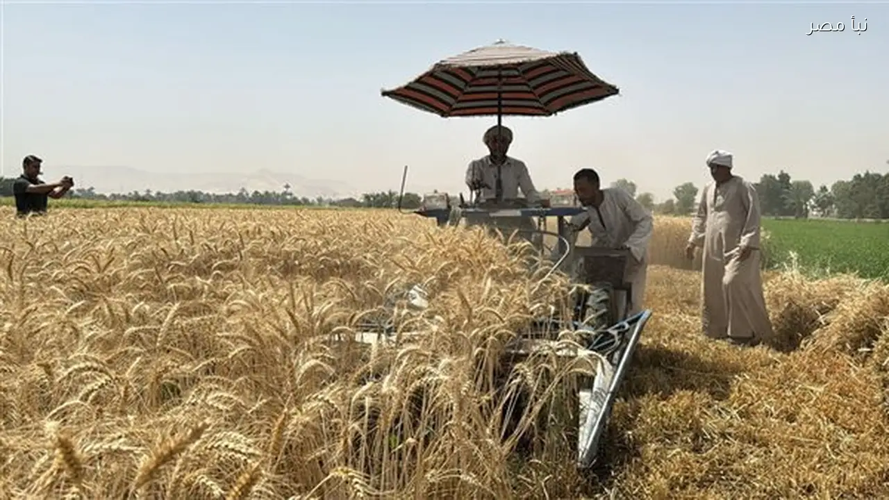 وقف تنفيذ أعمال الصرف المغطى بأراضي القمح حتى انتهاء موسم الحصاد اعتبارا من 15 فبراير