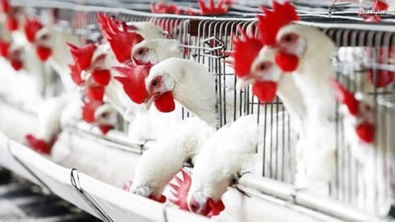 أسعار الدواجن والبيض اليوم الأحد الأول من مارس عام 2026 تشمل كيلو البانيه بسعر 240 جنيهًا