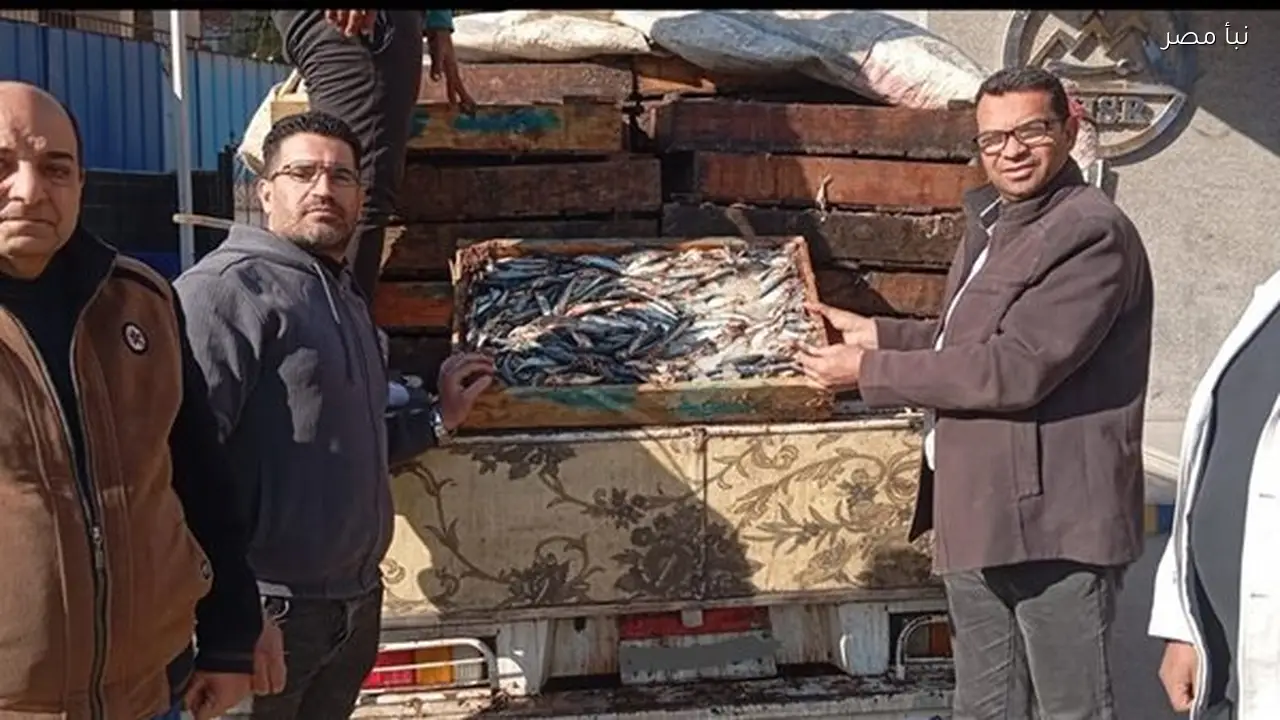 ضبط طن ونصف من الأسماك الفاسدة خلال حملات تموينية في محافظة الفيوم