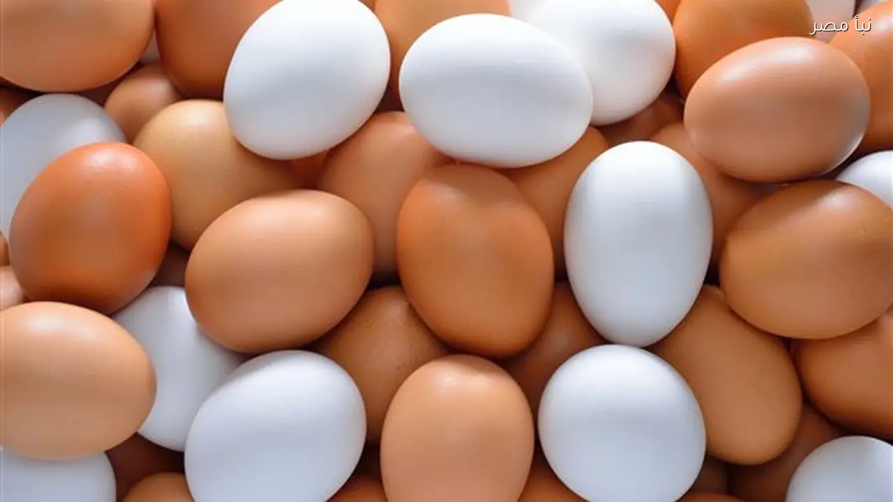 أسعار البيض الأبيض والأحمر والبلدي في المنيا اليوم الأحد الأول من مارس 2026