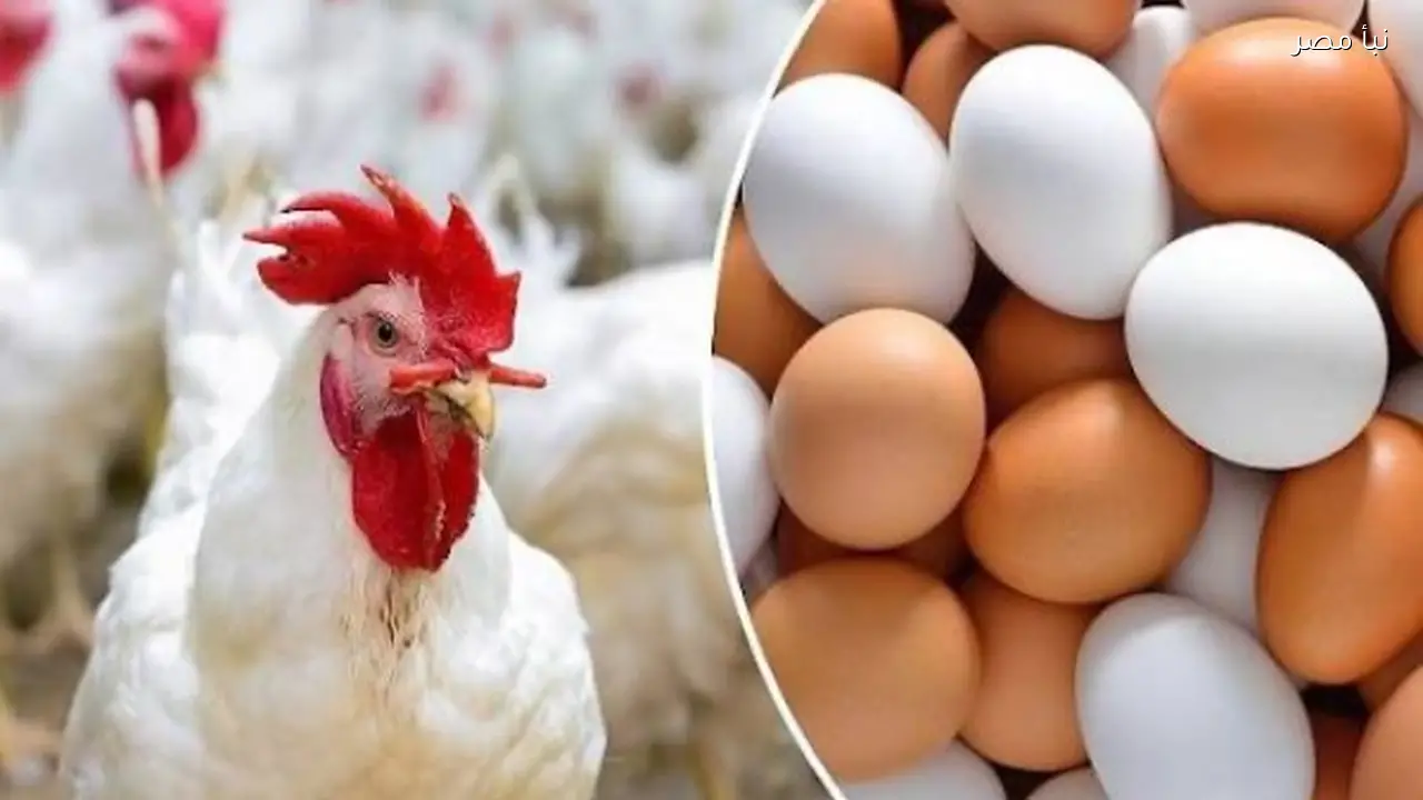 أسعار الدواجن ترتفع بمقدار 6 جنيهات اليوم الاثنين 12 رمضان