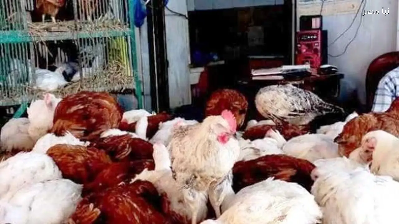 أسعار الدواجن في أسوان اليوم الأحد الأول من مارس عام 2026