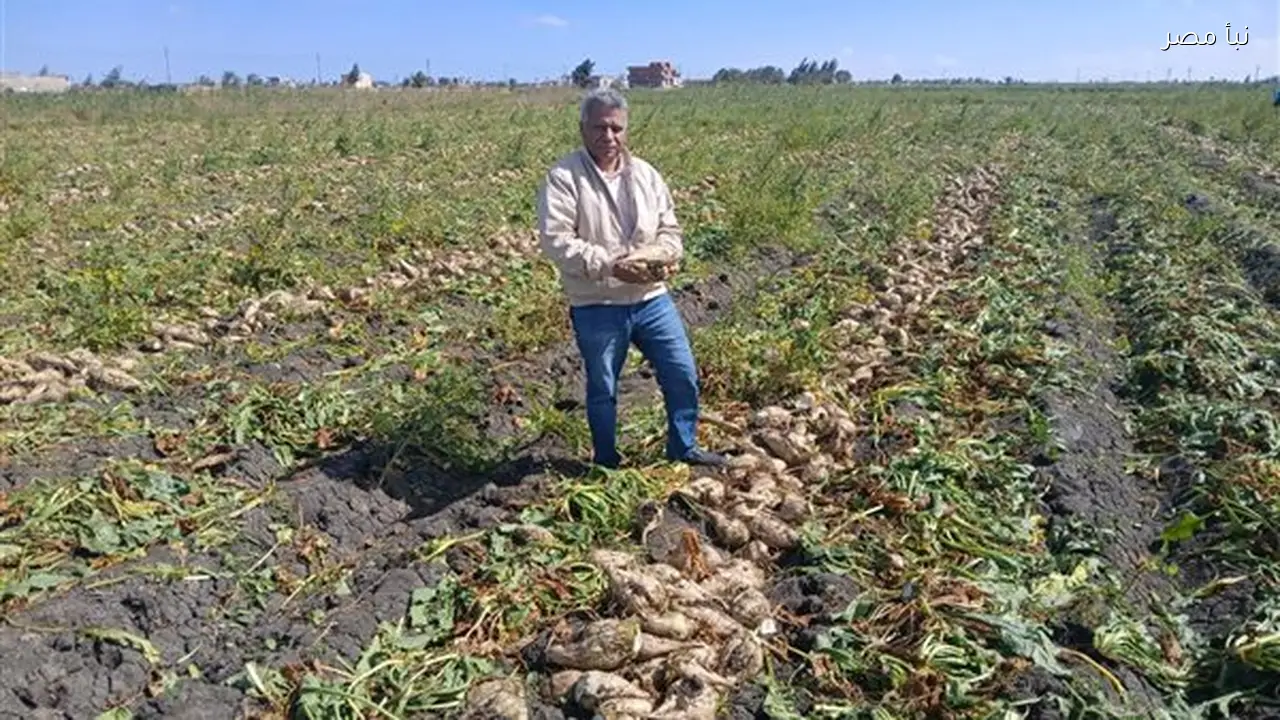 زراعة الإسماعيلية تتابع موسم القمح والبنجر في القنطرة شرق وتؤكد انتظام العملية الزراعية