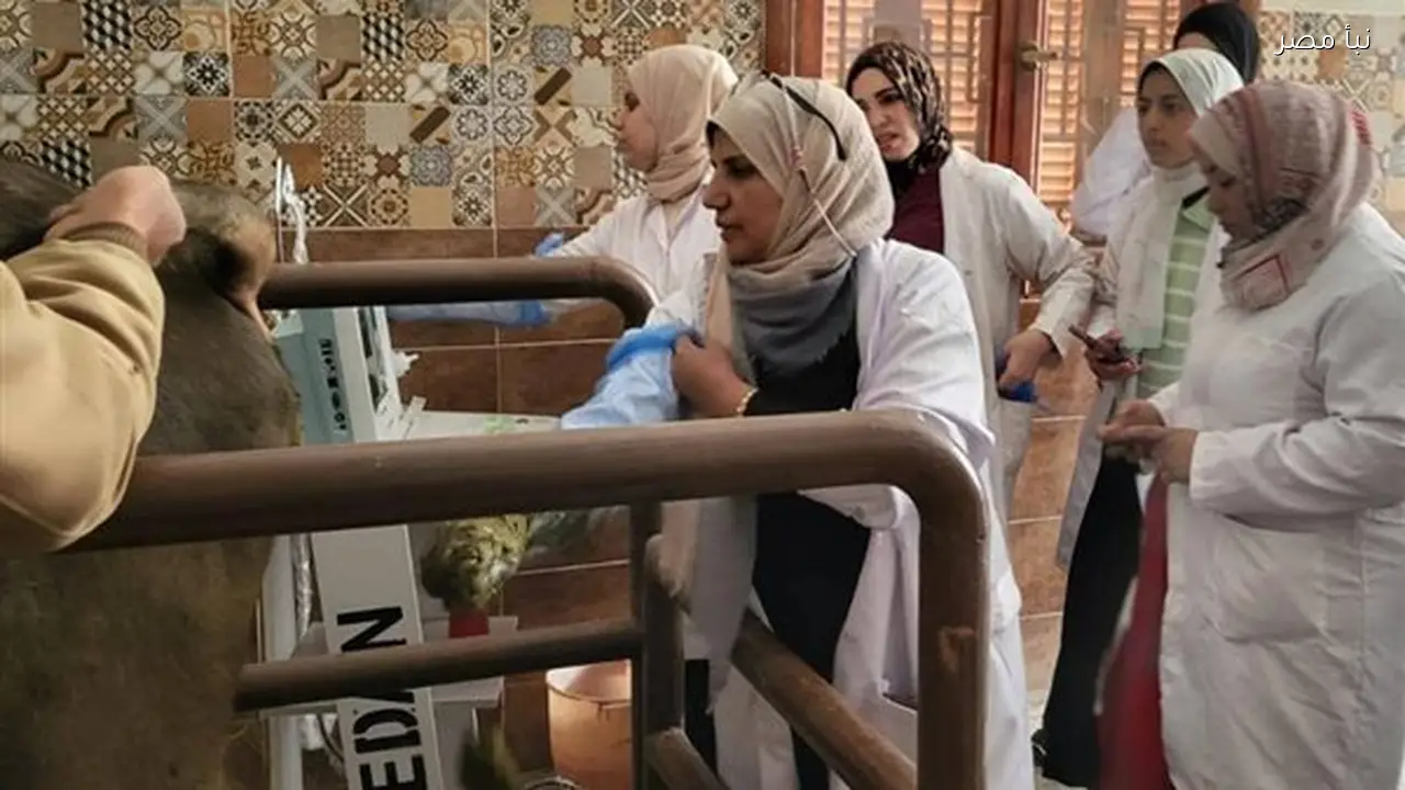 ضبط 290 كيلو من اللحوم والدواجن والأغذية الفاسدة في أسواق محافظة الغربية