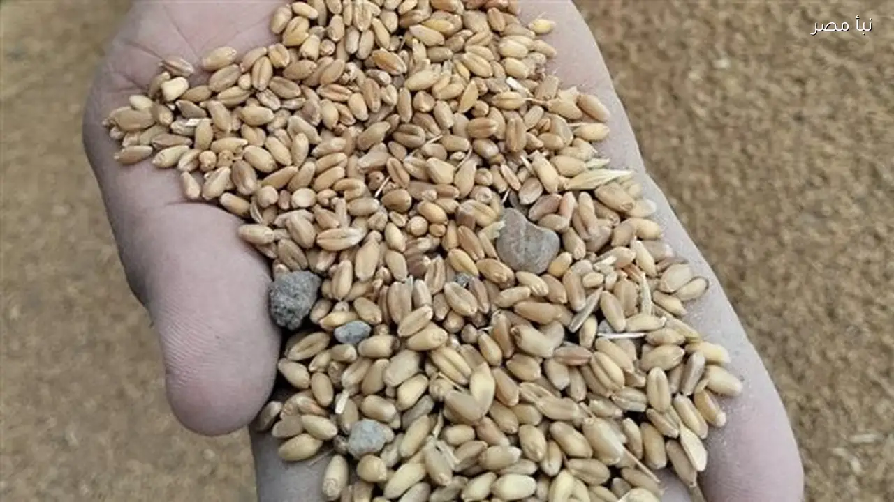 ضبط 60 طنًا من القمح المخلوط قبل طرحه في الأسواق بمحافظة البحيرة