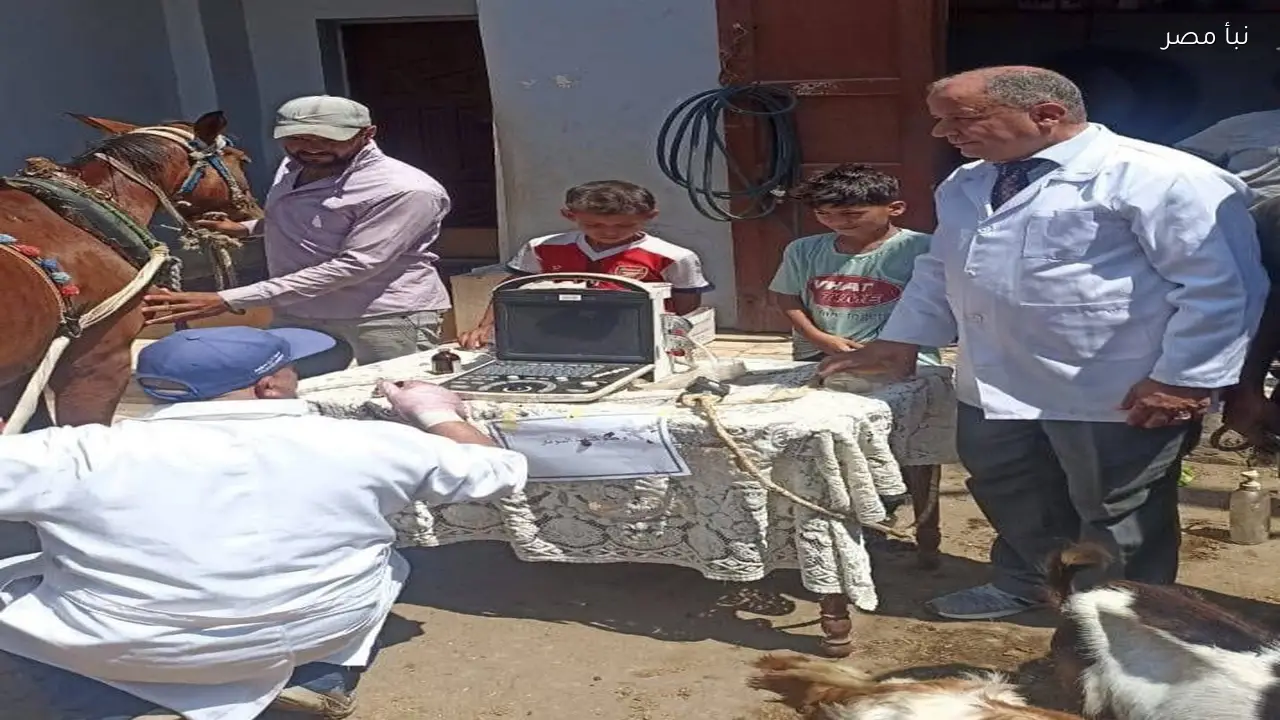 فحص وعلاج 3845 رأس ماشية في كفر الشيخ ضمن خطة تنمية الثروة الحيوانية بالمحافظة